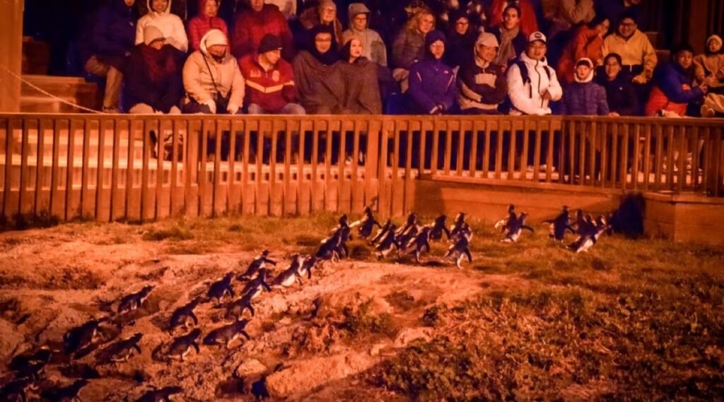 Oamaru Blue Penguin Colony 