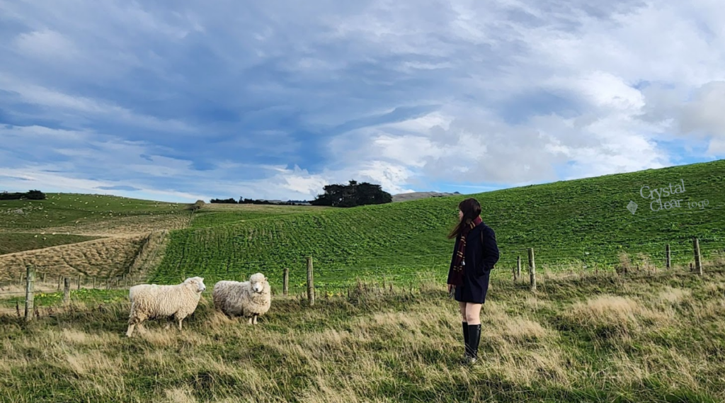 New Zealand sheep nz