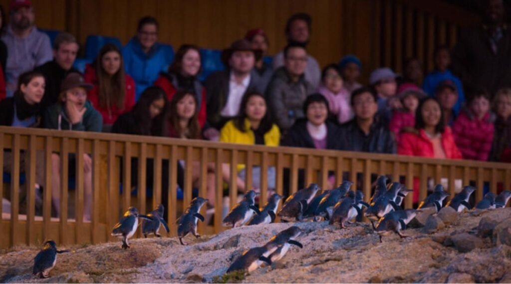 Oamaru Blue Penguin Colony