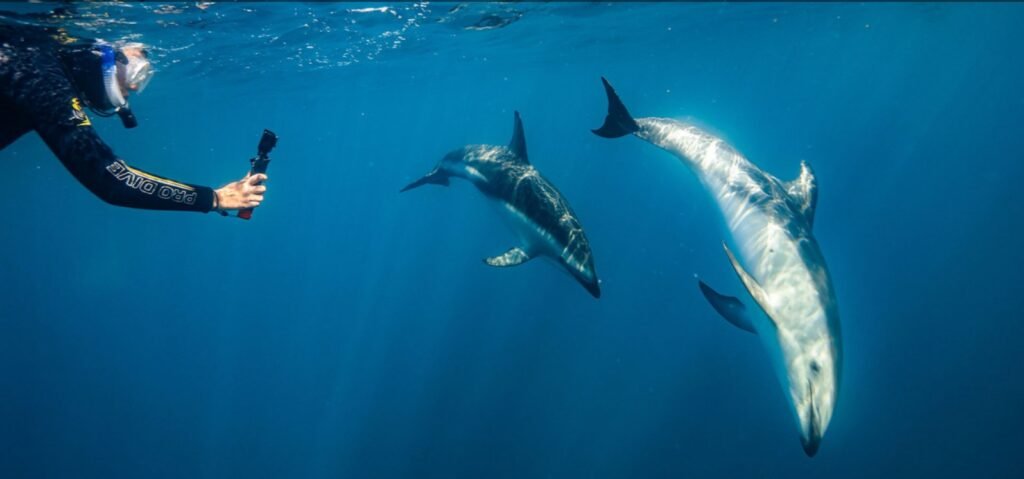 kaikoura dolphin encounter