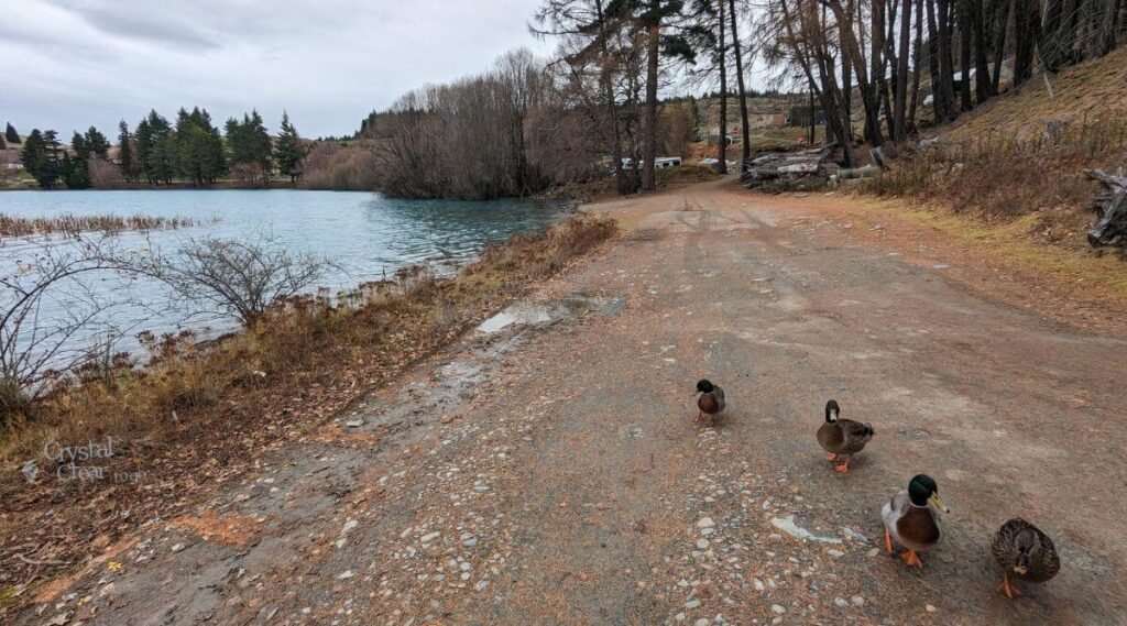 蒂卡波湖步道 Lake Tekapo Walkway 湖畔步道鴨群